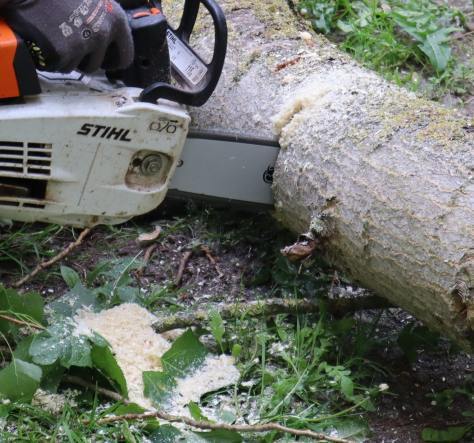 Arbeitssicherheit Baum 1 (AS-Baum 1): Kurse in Wuppertal